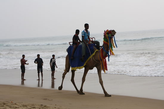 Ausritt gefällig? Schon hundert mal abgelehnt.