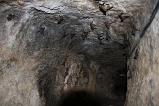 ... aber auch mit Fledermäusen.
Bei uns wäre das Gebiet wahrscheinlich im Umkreis von 2 km abgeriegelt, um die Kerlchen nicht zu stören.