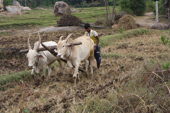 Handwerk in der Nachbarschaft;
Pflügen des Reisfelds.