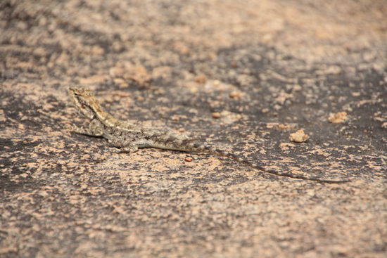 Die (fast) perfekte Tarnung.