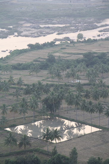 Palmen spiegeln sich im neu angelegten Reisfeld.