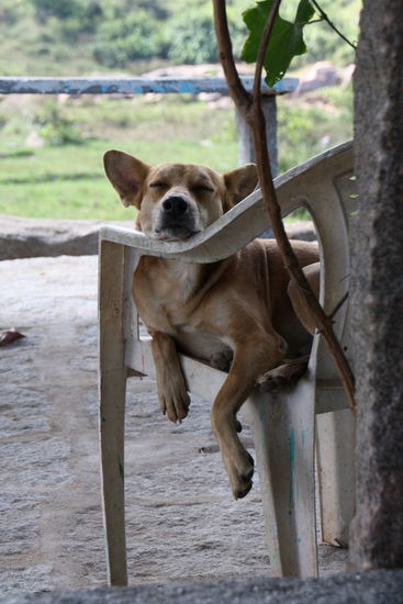 Johnnie lässt sichs gut gehen.