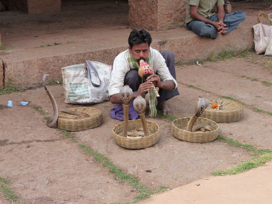 Der nächste Schlangenbeschwörer ist nicht weit ...