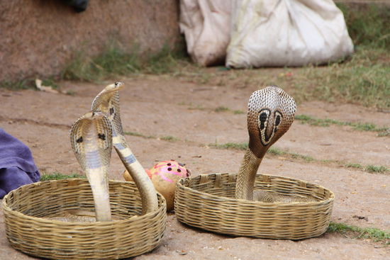 ... mit wunderschönen Tieren ...