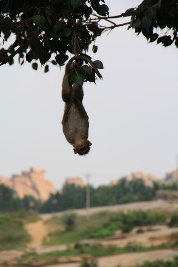 Rumhängen in Hampi.