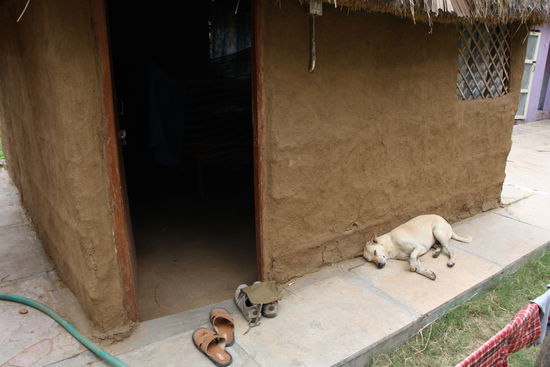 Mein neuer Schlafhund - Wachhund wär ja wohl ziemlich übertrieben!