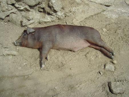 ps: schweine haben hier ein saumaessig gutes leben
