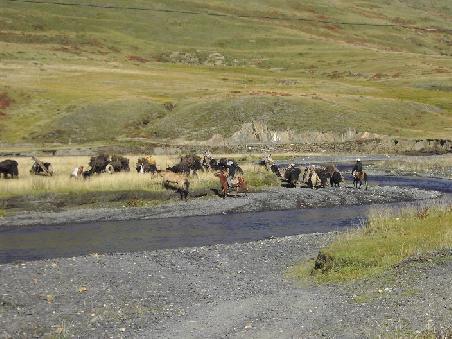 tibet. nomaden auf wanderung mit yaks