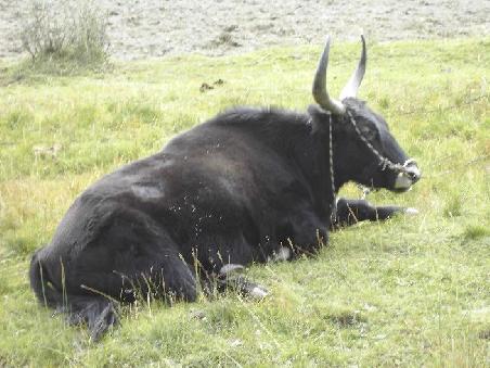 ... und yaks ausgewichen werden!