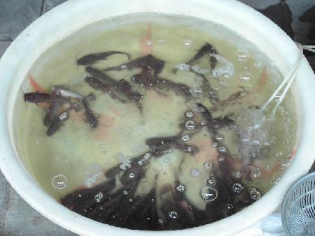 fisch, nur frisch!