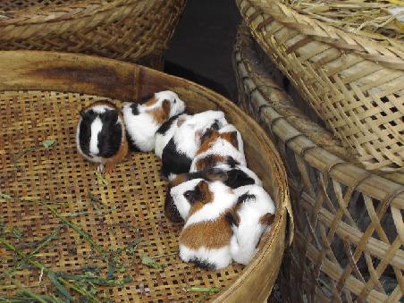 mir wurde versichert, diese "guinea pipigs" waeren haustiere, dafuer waren sie aber verdammt nahe zum kochtopf nebenan ...