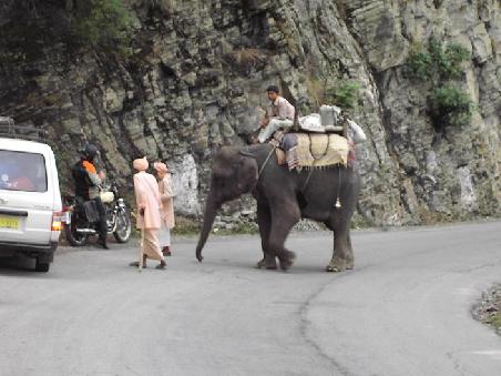 nicht nur der elefant bettelt
