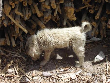 hallo, hier halten sich 20 floehe einen hund