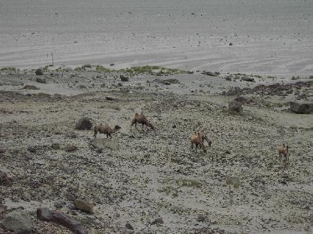 real camels near the road ...