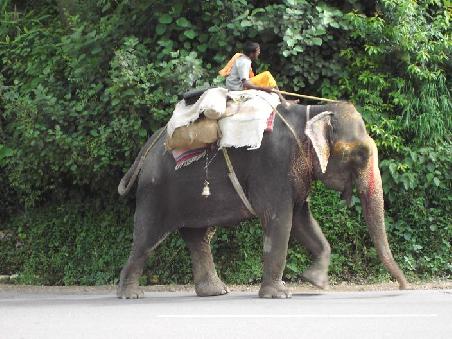 unser woechentlicher elefant ...