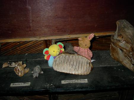 'fant hat einen zahn verloren und hase wundert sich wo der wohl platz hatte