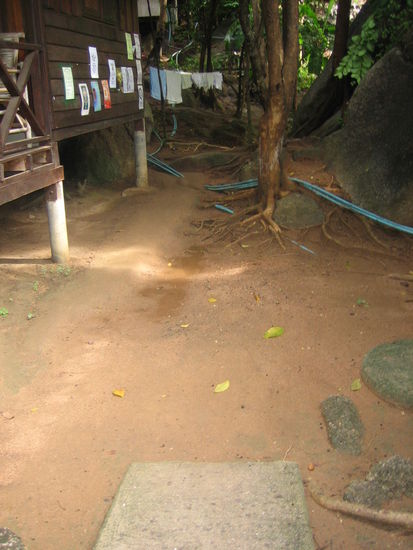 Der Dschungelpfad beginnt