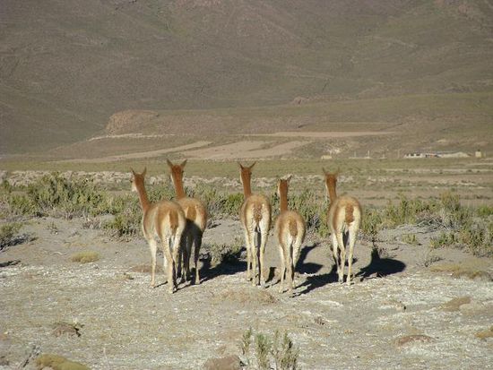 Vikunjas