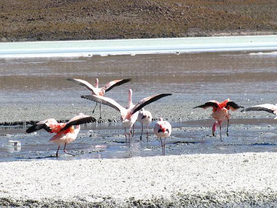 unzaehlige Flamingos