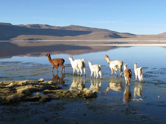 Lamas bei der Laguna Colorado