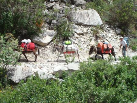 Zenon y los burros