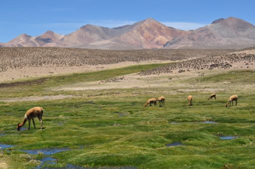 Vicunas
