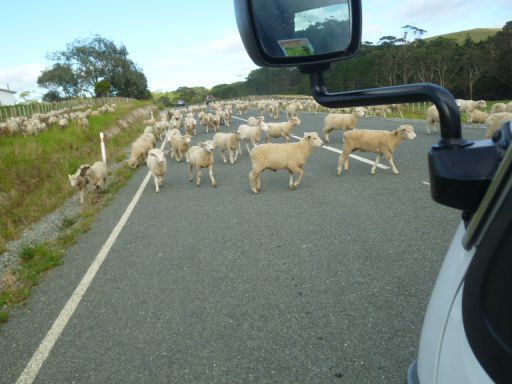 Neuseeland wie aus dem Bilderbuch - eine Schafherde stoppt unseren Campervan