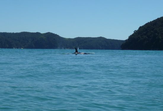 Wie aus dem Nichts taucht plötzlich die Rückenflosse eines Orcas neben unserem Kajak auf