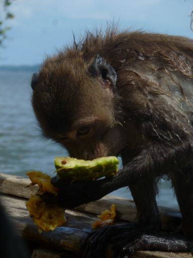 Freche Affen entern unser Longtailboot; sie haben es auf unsere Früchte abgesehen!