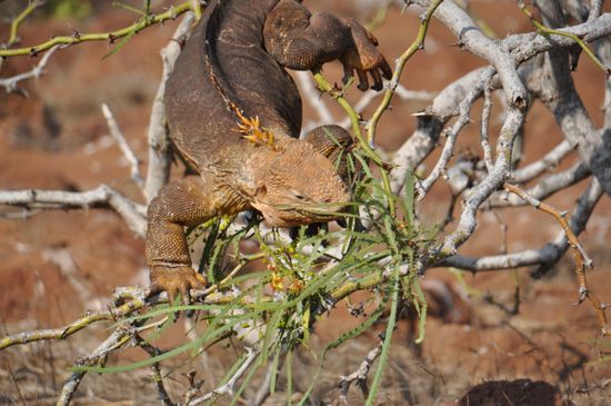 Dieser Iguana versucht auf der trockensten Insel diese schmackhafte Blüte zu erreichen - kurz nachdem sie erfolgreich verspeist wurde gibt der Ast dem Gewicht nach und der Iguana landet etwas unsanft auf dem harten Boden