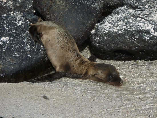 Dieses Seelöwenbaby wäre fast von Andrea entführt worden