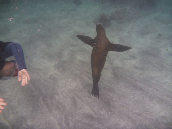 Synchonschwimmen mit dem Seelöwen