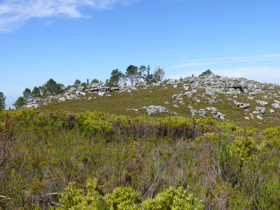 Die Vegetation auf dem Berghügel