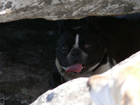 Maja, die Prinzessin. Eine süsse, nette, liebe und verschmuste französische Bulldogge, die ein bisschen Etepetete ist und ein wenig Abkühlung zwischen bzw. unter Steinen sucht