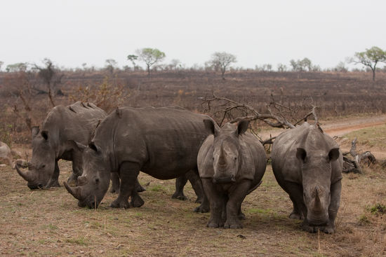 Rhinos... oder auch: Breitmaulnashorn