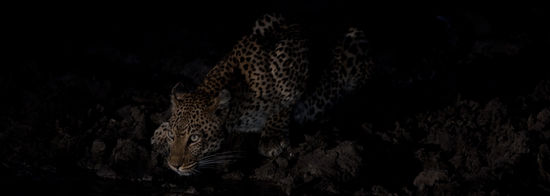 Hier eine Leopardenmutter bei Nacht an der Wasserstelle. Noch im Hellen hatten wir die Beute in einem Baum versteckt gefunden. Leider hatten wir kein Glück, trotz langen warten holte die Mutter ihre Jungen nicht aus dem Versteck.