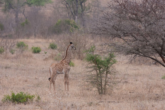 Ein 1 Tag altes Giraffenbaby