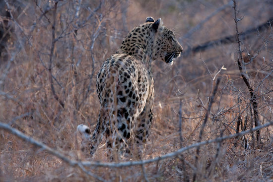 Eine andere Leopardin auf Männersuche. 
Wir verfolgten sie eine Weile auf Ihrem Weg durch Dornensträucher und kleinere Bäume. Ich war sehr beeindurckt von der Gelassenheit der Leopardin. Da zeigt es sich doch das in Londolozi seit über 80 Jahren nicht mehr gejagt wird und das Handeln im Einklang mit der Natur belohnt wird.  Einmal stand der Jeep, mitten auf Ihrem Weg, aber sie umging den Wagen wie einen Stein der zufällig dort lag. Ich hätte nur die Hand ausstrecken brauchen um ihren Rücken zu berühren.......