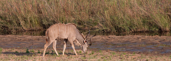 Ein Kudu