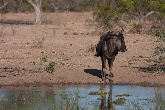 Eine weitere Antilopenart: Wildebeest