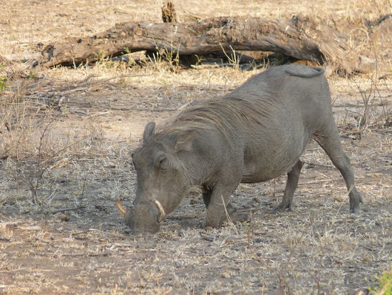 Ein Warzenschwein. Dieses Exemplar fand ich besonders schick wegen seiner blonden Mähne.
