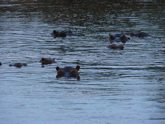 Verlassen leider tagsüber nie das Wasser.. mehr Hippo gab es nicht für ein Foto. Nachts konnten wir diese Herde allerdings in einem speziellen Scheinwerferlicht sehen, damit die Tiere nicht gestört wurden. Verdammt runde Bäuche und kurze Beine.
Aber hören könnten wir sie häufiger, da der kleine See in der Nähe unsere Lodge lag.