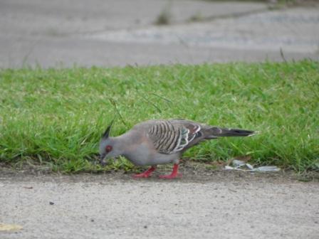 Der erste Besucher auf dem Campingplatz