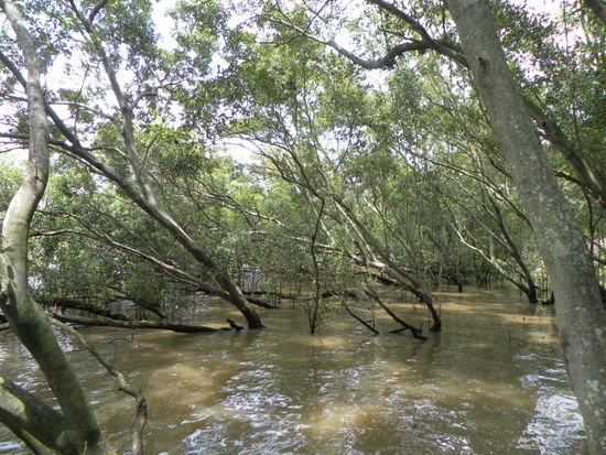 Mangroven, auch mitten in der Stadt. Am Fluss entlang führt ein Mangrove-Boardwalk