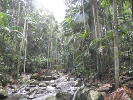 Blick in den Regenwald