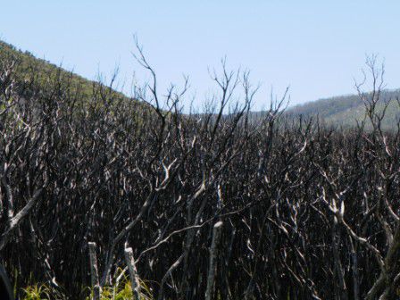 Verbrannte Landschaft