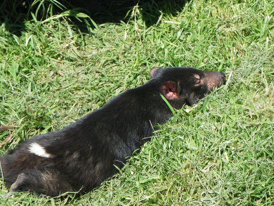 Ein Wombat wollte bislang noch nicht vor die Linse, aber einen tasmanischen Teufel können wir schon mal bieten!