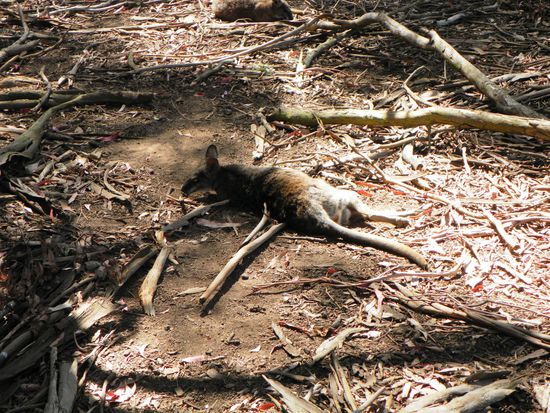 Mittagsschlaf im Schatten, es ist aber auch wirklich warm hier
