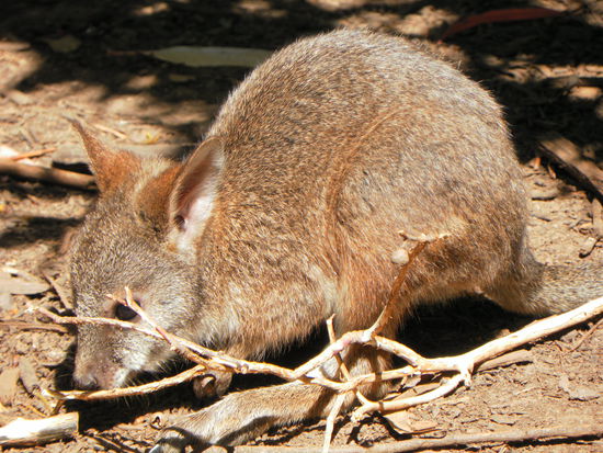 Ein Wallabie
