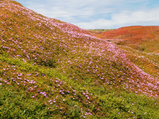 Schöne Landschaft auf Phillip Island